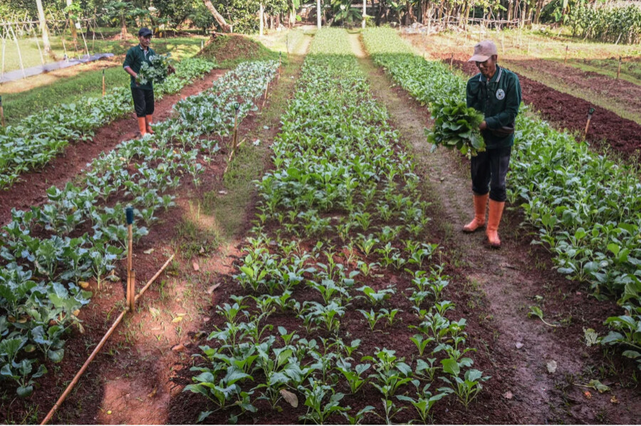 Bantuan Kebun Pangan Mandiri